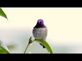 My Hummingbird   HD 1080p