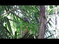 Monkey in Kenting National Park
