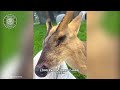 Muntjac Deer 🦌 Cute or Creepy? | 1 Minute Animals