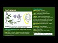 Morphology of flowering plants part 3 | NEET