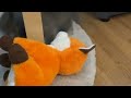 tiny kitten attacks fox plushie