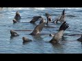 Sea Lions at Cowichan Bay British Columbia Oct 31 2022