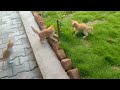 Best Ever Cute Cat Funny Video 2023 try not to laugh 🤣 😂