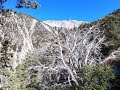 Mt Baldy - No. 96 & Devils Backbone