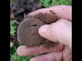 couple more bits from yesterday #metaldetecting