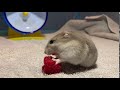 My adorable hamster eating a raspberry! **so cute**