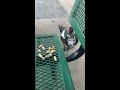 Colorful hungry ducks at Florida lake eating peanuts.