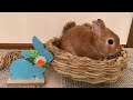 A rabbit rubbing on toys | Happy Easter
