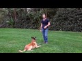 The DOWN Command - Robert Cabral Dog Training #15