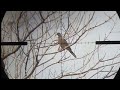 Hunting exotic bird using Meteor  pellets #airgunhaunting