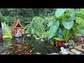 Koi Pond lifestyle - mini tour of our backyard paradise August 2020