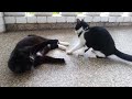 Kitten VS Cat - Epic Battle 2