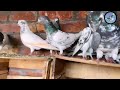 Low price walay kabootar for sale//high flying pigeon for sale //@Lahorepigeons86//#viral