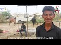 बिकाऊ घोड़े - पार्ट 41 Balotra Horse Market 2024 Tilwada Pashu Mela Horse Sale Price Video