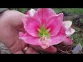 2021 Tour of Dellwood Amaryllis Flower Gardens