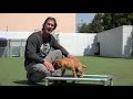 Puppy Training at the Shelter  - The First Things to Teach a Puppy