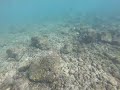 Snorkeling in Poipu