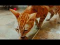 Cute pie Meow sound 🐱 🔊 | Animal World |Catsworldshabeenkhan