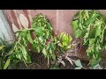 Magtanim muna tayo Guys ng Halaman #plants #subscribe #youtube #everyone #planting #plantita