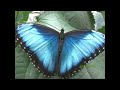 Butterfly Morpho helenor  Toucan Sound , hot  ,caliente y húmeda tucanes mariposas azul conservation
