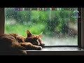 Soothing Instrumental for Healing and Stress Relief [Relaxing Piano Music]