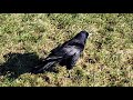 Raven at Stonehenge