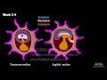 Embryology: from Fertilization to Gastrulation, Animation