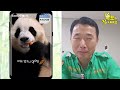 (SUB) Phone Call With Panda Fubao Adapting To China Well 🐼│Panda World