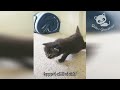 Funny Cats - Laughing Videos of Funny Cats 🐱 part 233