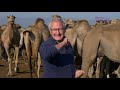 How I started camel farming & the many opportunities in camel farming than in dairy farming
