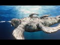 Largest Sea Creatures | 3D Size Comparison