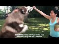 Woman Takes Care Of 13 Big Alaskan Malamutes 😲| The Koala