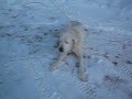 BIG BUDDY HAVING SNOW FUN