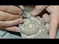 Ammonite Dactylioceras limestone jurassic fossil preparation