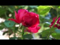 Sony Nex-6 17M 50i FH Video clip