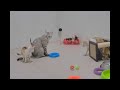 Best Cats Videos 🙀😅 Funny Animal Moments 2024 😂🐱