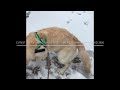 Cutest Luca Playing Snow - Funny Puppy Video 2020