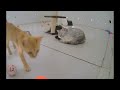 Try Not To Laugh Dogs And Cats 🤣😆 Best Funny Cats Videos 🤣😹