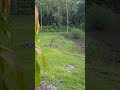 Yellow-crowned Night Heron visiting the farm