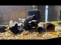 Bristlenose Pleco Feeding time