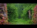 Listen To The Rain In Forest To Feel Calm, Focus Or Sleep Better😴Rain Sounds ASMR