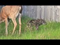 baby deer ocean shores check up. approx 6hrs old...