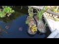 Pond Plants | How To Plant and Re Pot