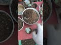 potting up leaf grown succulents