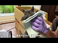 ２匹の子猫、保護しました。#1