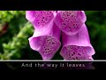 Enya - Flora's Secret [720p HD] [LYRICS]