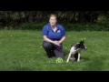 Teach Your Puppy To Fetch And LOVE To Bring The Toy Back - Professional Dog Training Tips