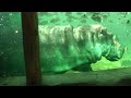 カバの歯磨き～そしてお食事の時間（陸上＆水中）天王寺動物園 Brushing the Hippo's Teeth and meal time at Tennoji Zoo