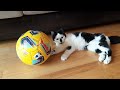 Italian Soccer Cat #SerieA #Puma #calcio