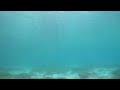 St Thomas   Lindquist seascape LIV   swim by fishies